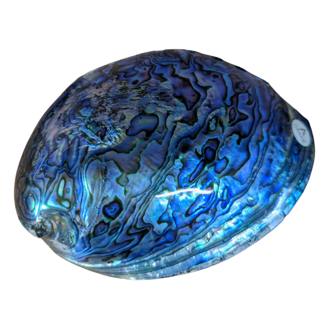 New zealand paua shell deals