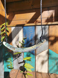 Paua Breastplate