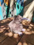 Kiwi Soft Toy Brown