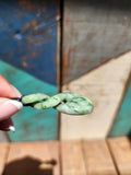 #37C Pikorua Greenstone(40mm)