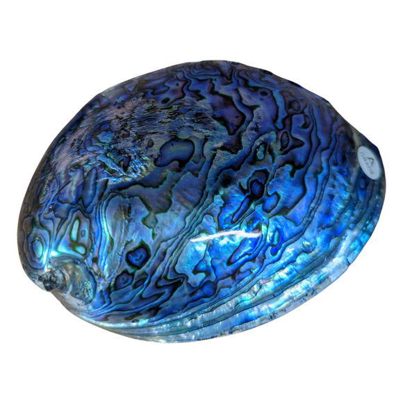 NZ Polished Paua Shell A Grade