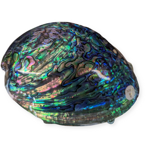 Whole NZ Polished Paua Shell A Grade