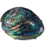 Whole NZ Polished Paua Shell A Grade