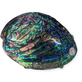 NZ Polished Paua Shell A Grade